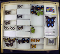 Media resource of Noreppa chromus