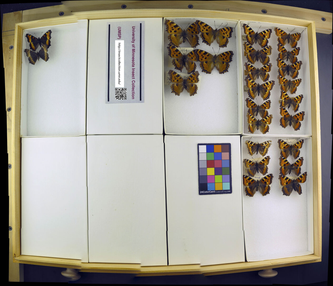 Nymphalis urticae image