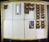 Media resource of Nymphalis urticae