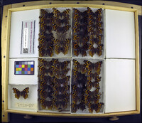 Media resource of Nymphalis vau-album