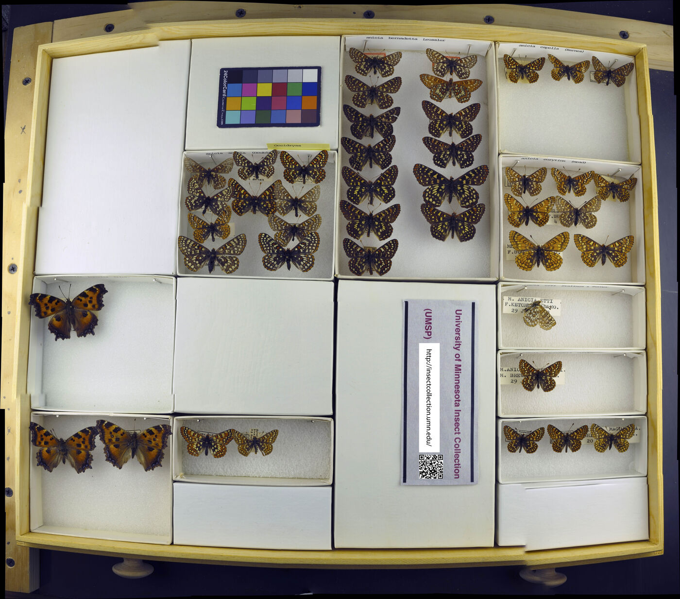 Occidryas anicia image