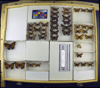 Media resource of Occidryas anicia