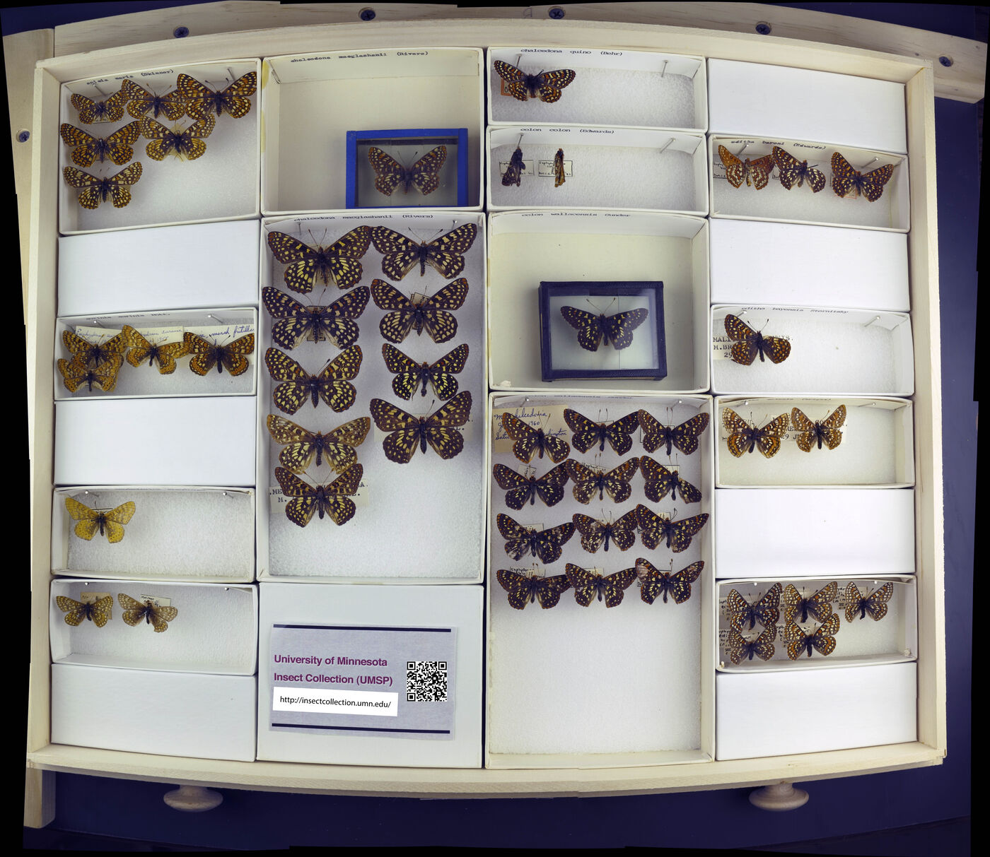 Occidryas chalcedona image