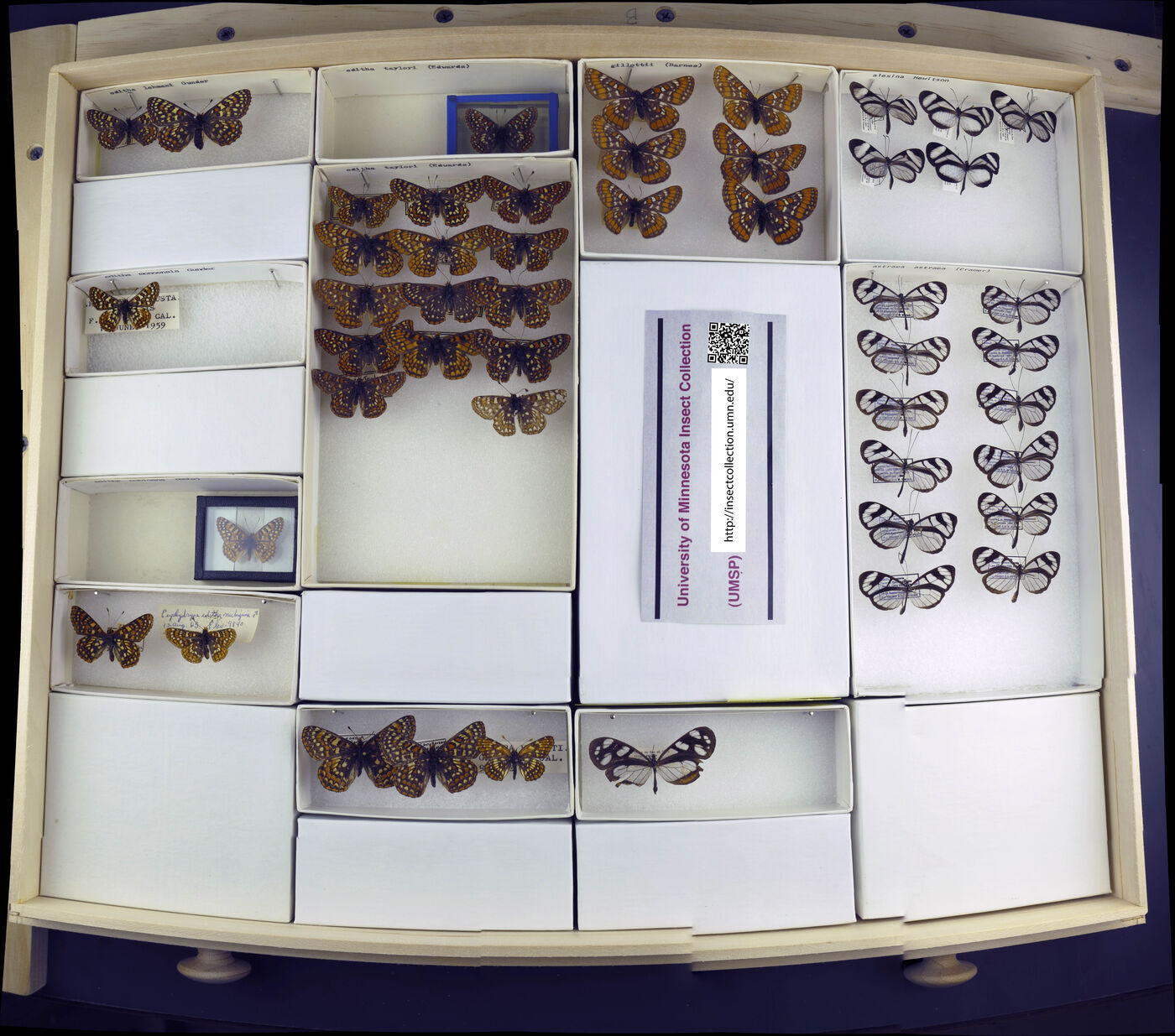 Occidryas editha image