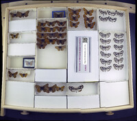 Media resource of Occidryas editha