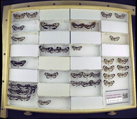 Media resource of Oleria astrea