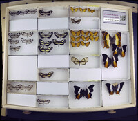 Media resource of Ortilia gentina