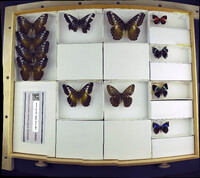 Media resource of Paulogramma peristera