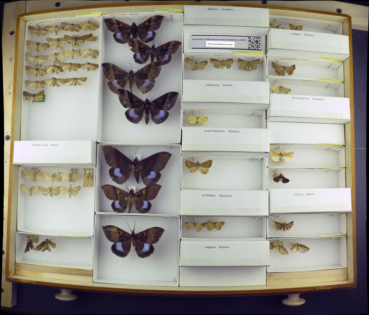 Ipimorpha pleonectusa image