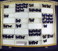 Media resource of Perisama hilara