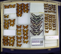 Media resource of Philaethria dido