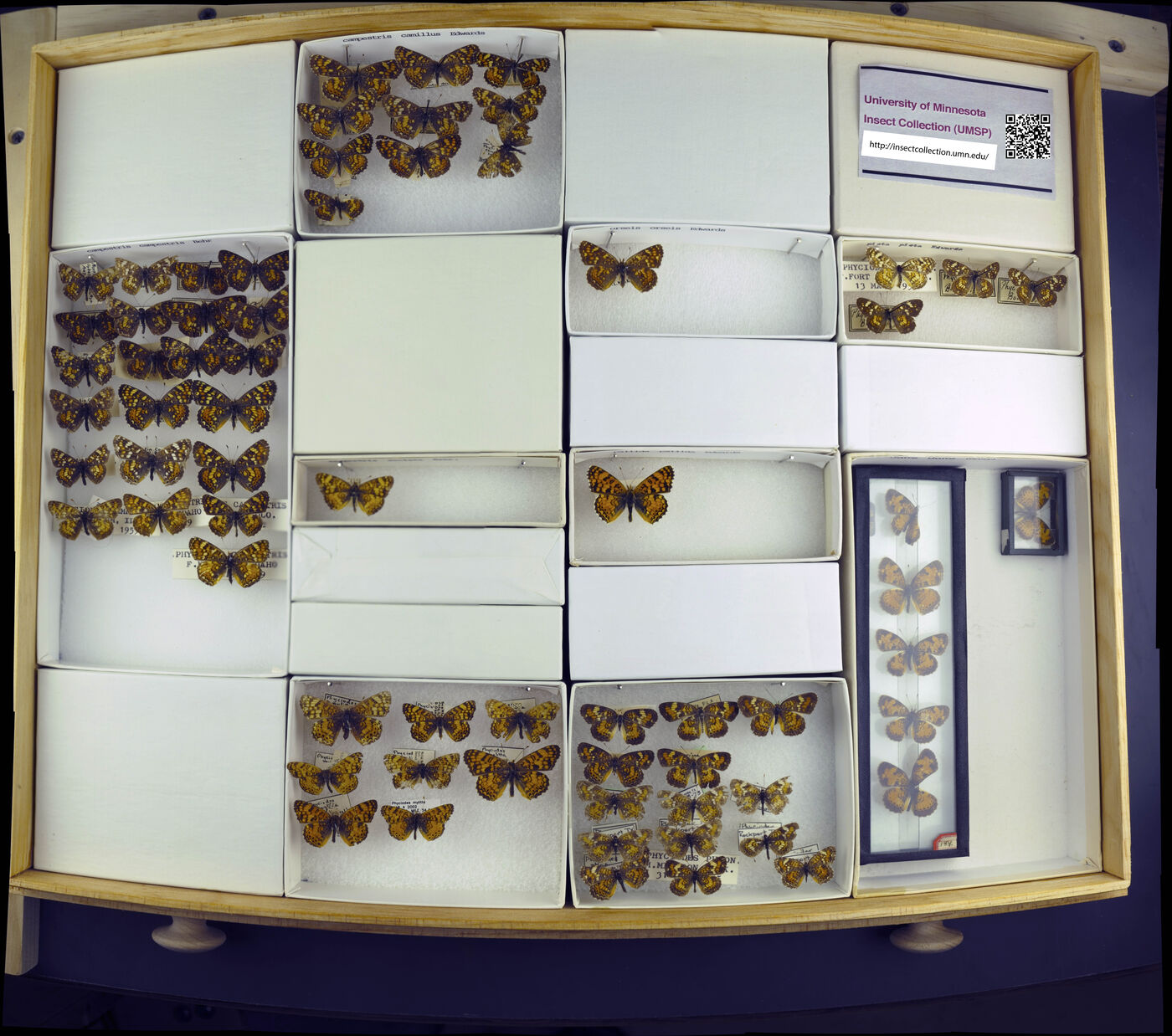 Phyciodes campestris image