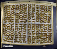 Phyciodes tharos image