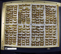 Phyciodes tharos image