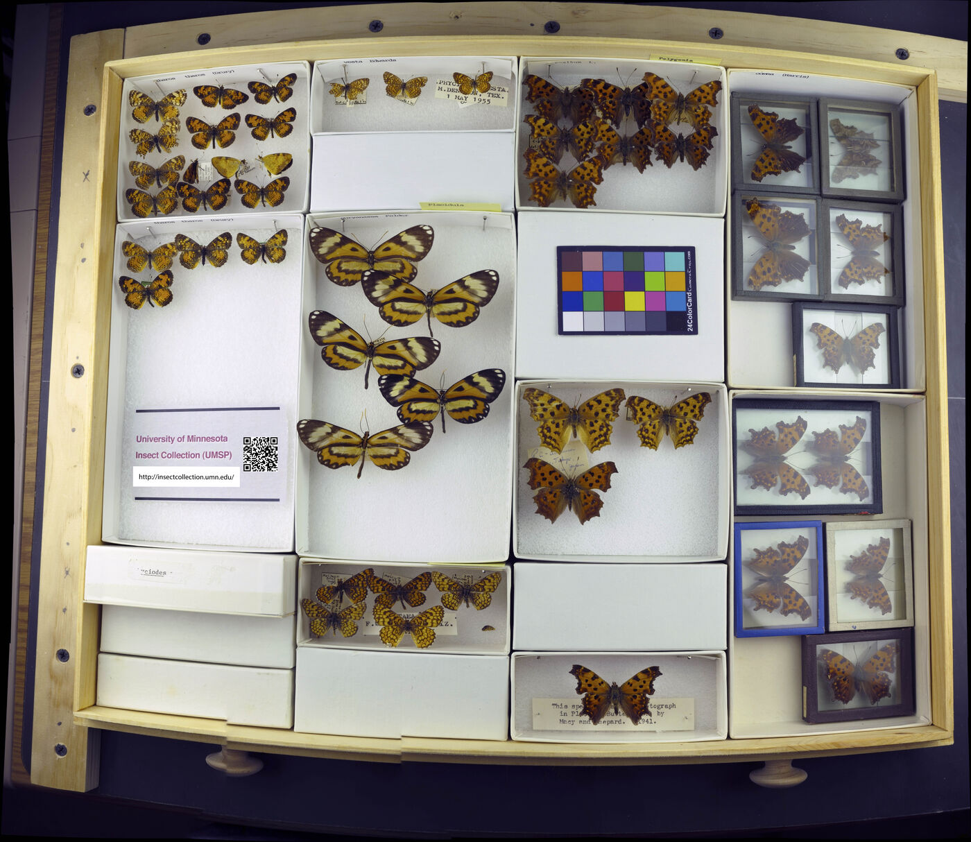 Polygonia c-album image