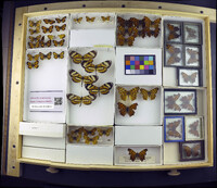 Media resource of Polygonia c-album