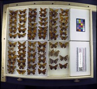 Polygonia comma image