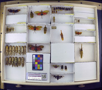 Media resource of Phrictus ocellatus