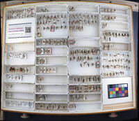 Media resource of Cryptopimpla quadrilineata