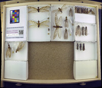 Media resource of Protochauliodes humeralis