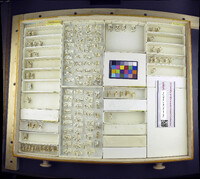 Limonia parietina image