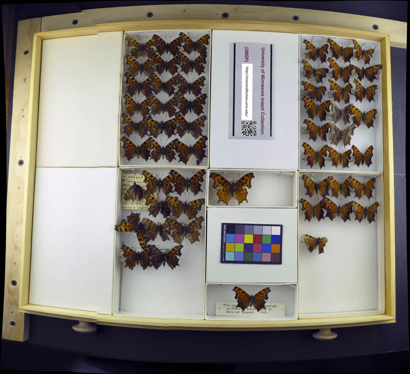 Polygonia gracilis image