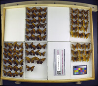 Media resource of Polygonia satyrus