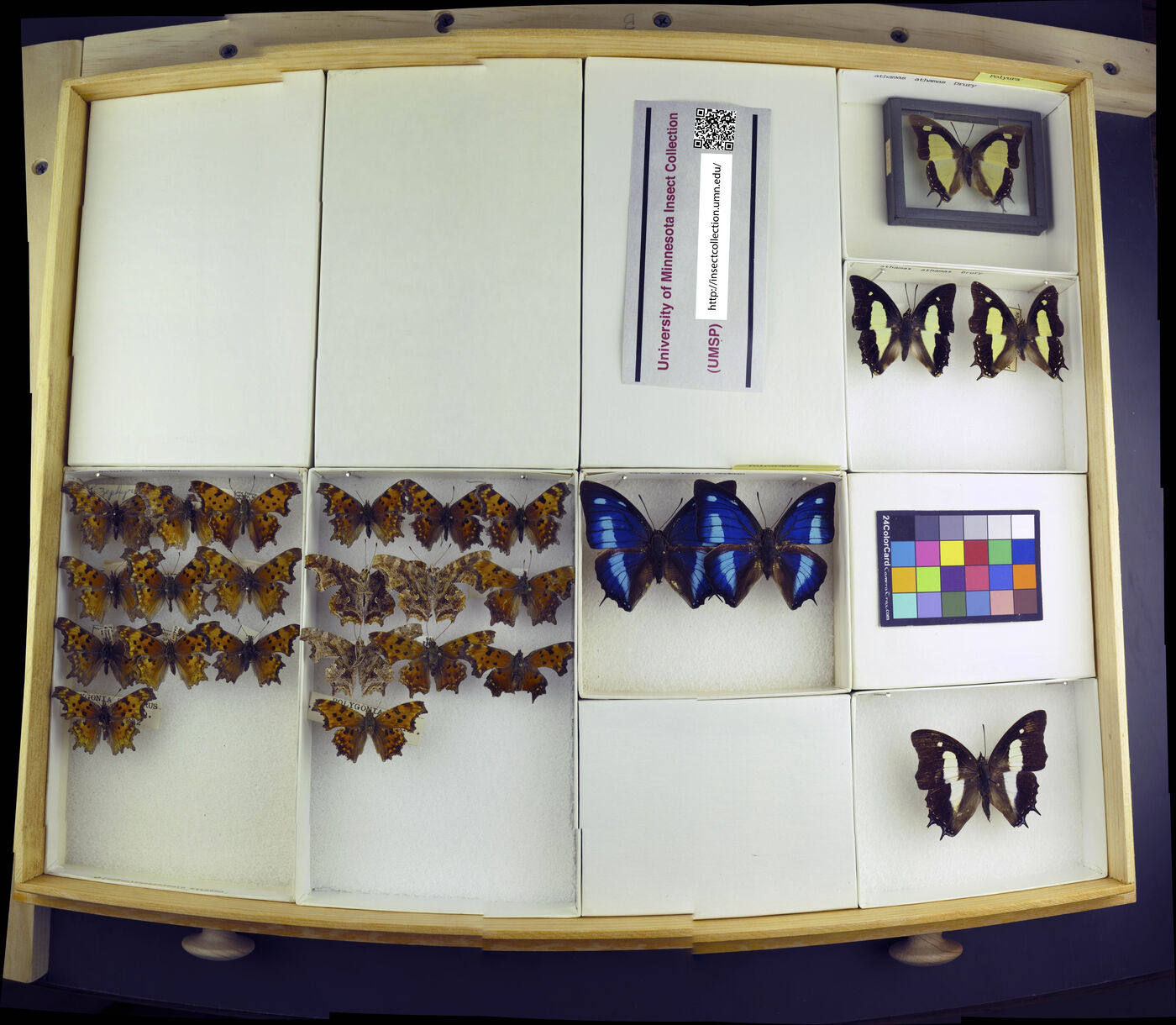 Polygrapha cyanea image