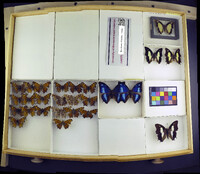 Media resource of Polygrapha cyanea