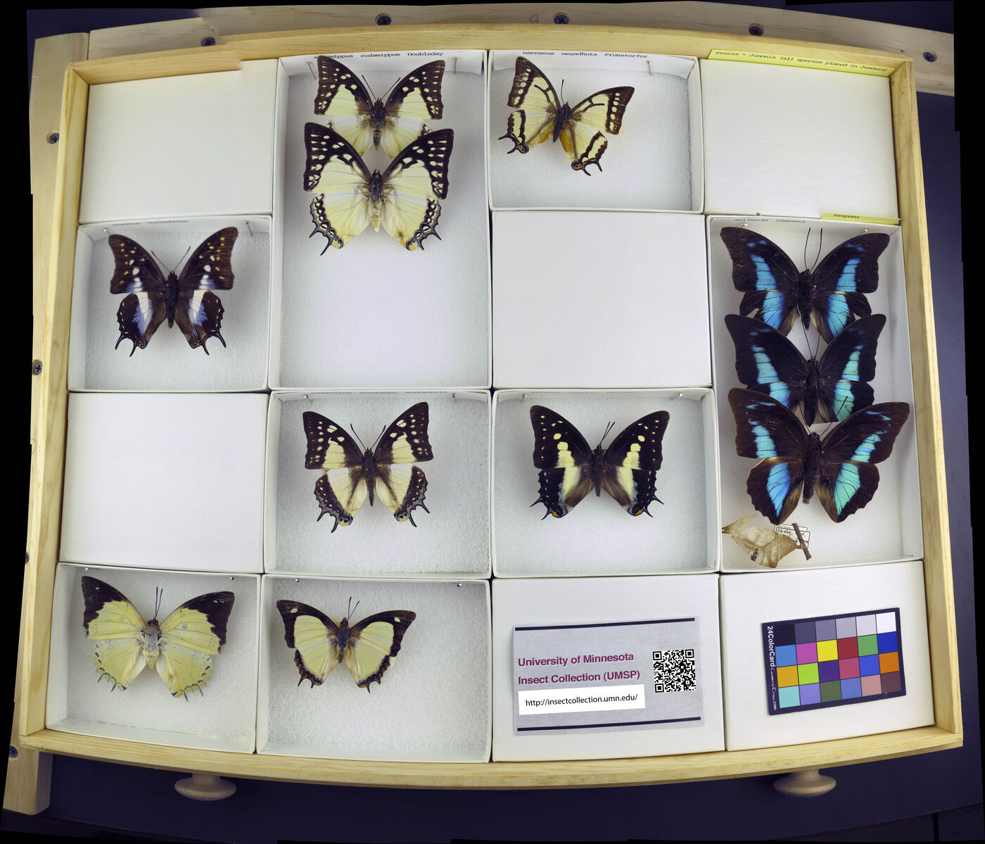 Polyura eudamippus image