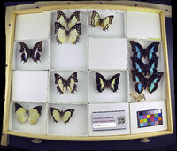 Media resource of Polyura eudamippus