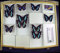 Media resource of Prepona demophon