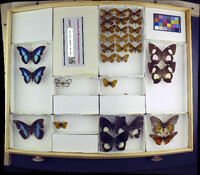 Media resource of Prittwitzia hymenaea