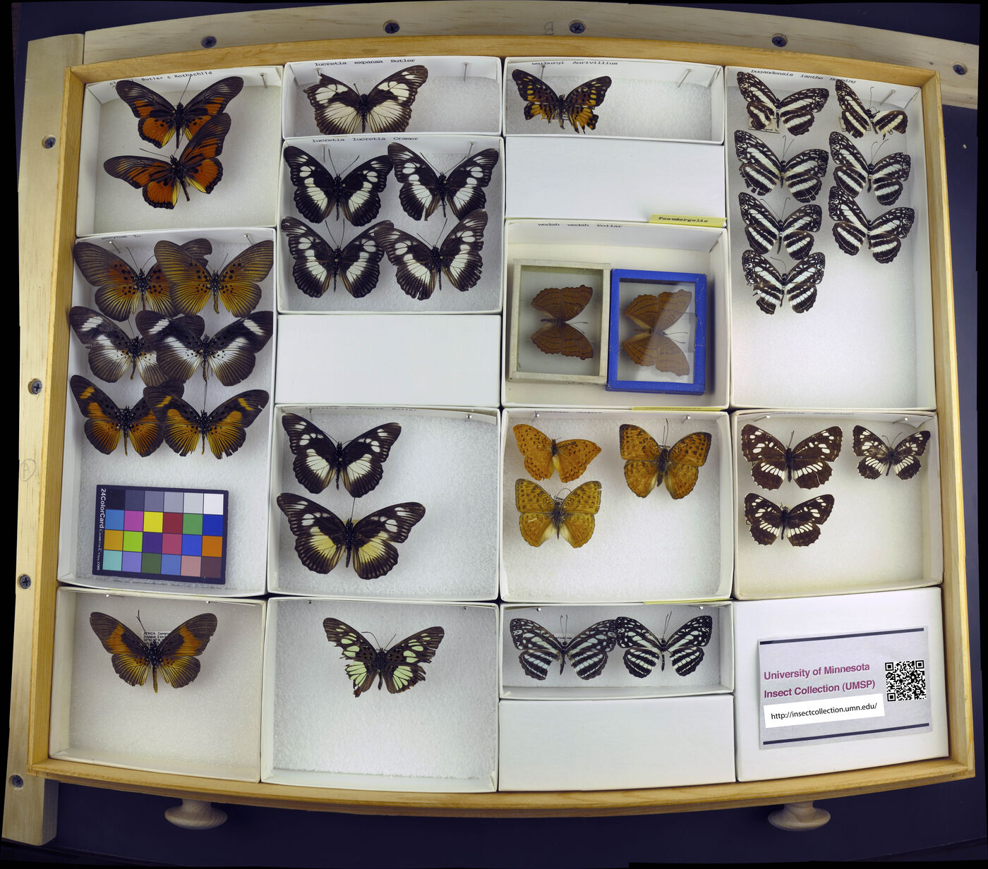 Pseudergolis wedah image