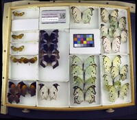 Media resource of Rhodussa cantobrica