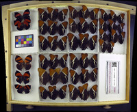 Media resource of Siproeta epaphus