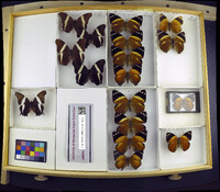 Media resource of Smyrna blomfildia