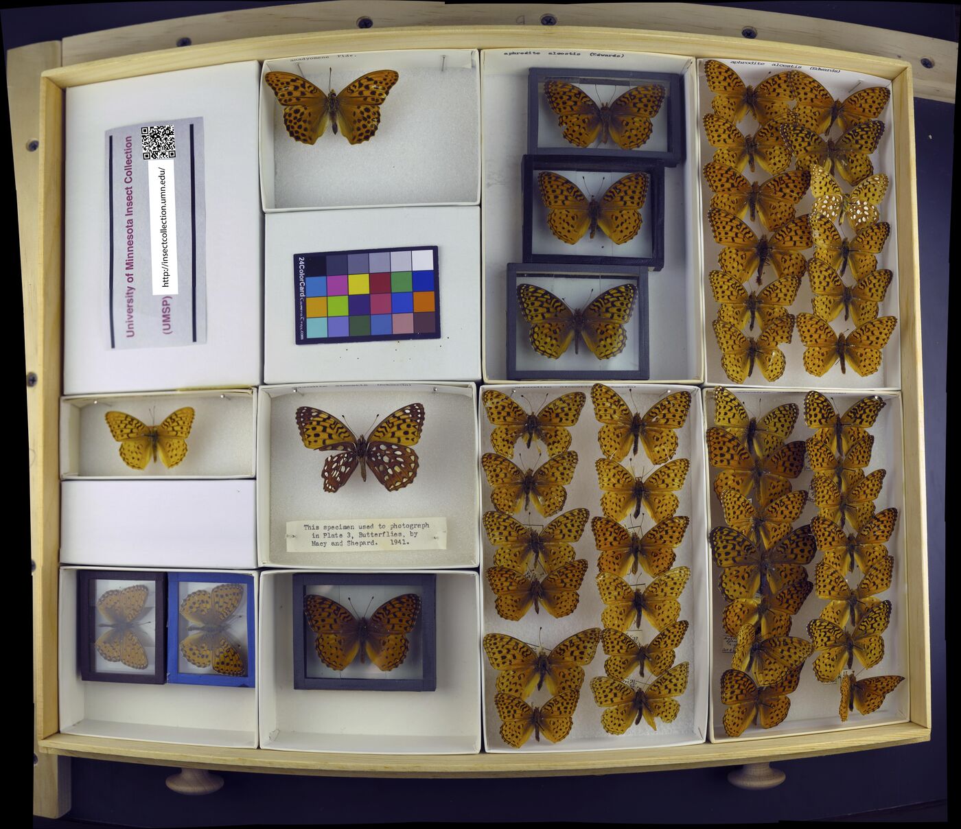 Speyeria aphrodite image