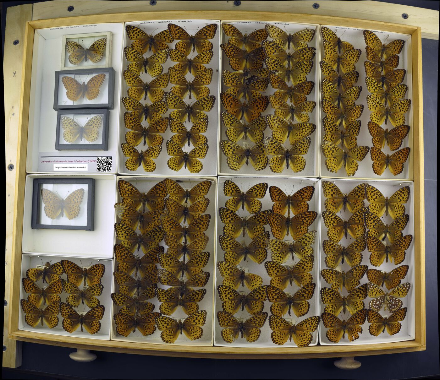 Speyeria atlantis image