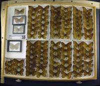 Media resource of Speyeria atlantis