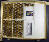 Speyeria atlantis image