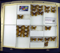 Speyeria atlantis image