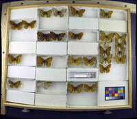 Media resource of Speyeria callippe