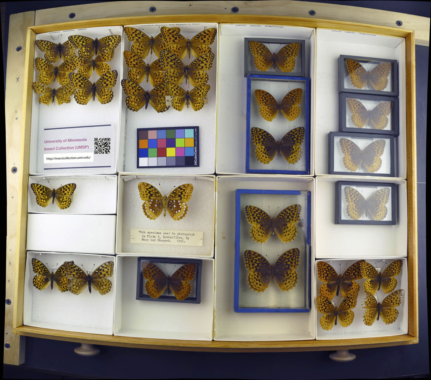 Argynnis coronis image