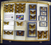 Media resource of Argynnis coronis