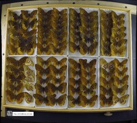 Speyeria cybele image