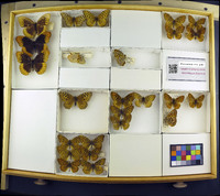 Media resource of Speyeria diana