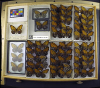 Media resource of Speyeria idalia