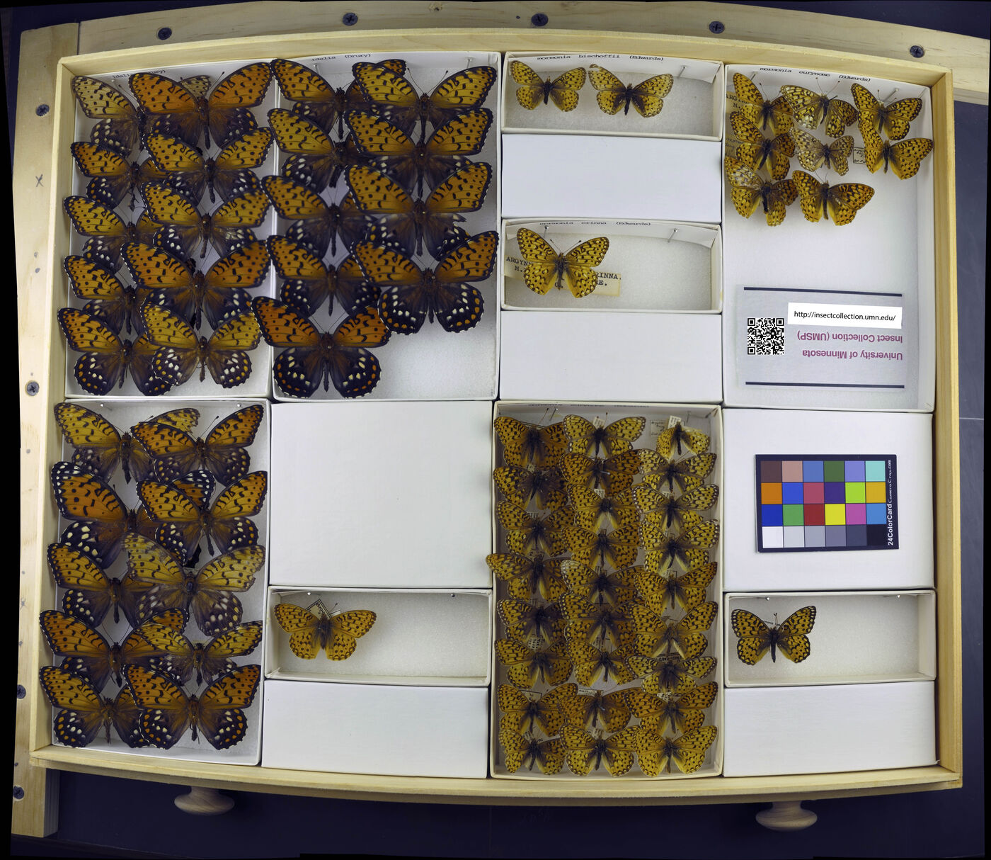 Speyeria mormonia image