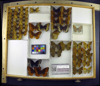 Media resource of Speyeria nokomis